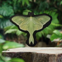 Luna Moth (Sticker)
