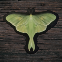 Luna Moth (Sticker)