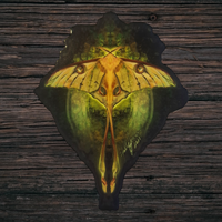 Comet Moth (Sticker)