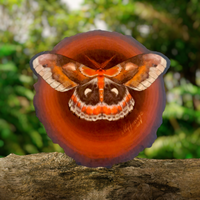 Cecropia Moth (Sticker)