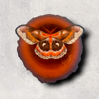 Cecropia Moth (Sticker)