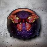 Atlas Moth (Sticker)