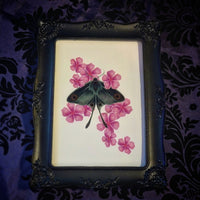 Moth and Cherry Blossoms 🌸 (Print)