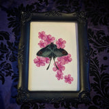 Moth and Cherry Blossoms 🌸 (Print)