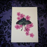 Moth and Cherry Blossoms 🌸 (Print)