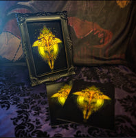 Comet Moth (Print)